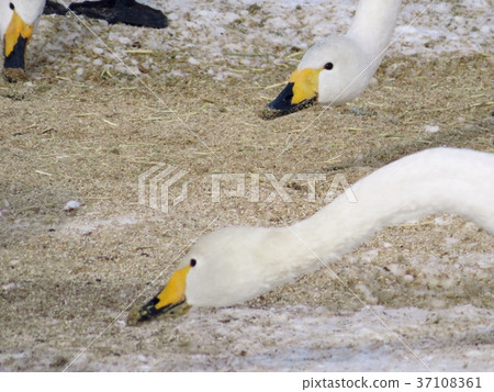 天鵝飛行 37108361