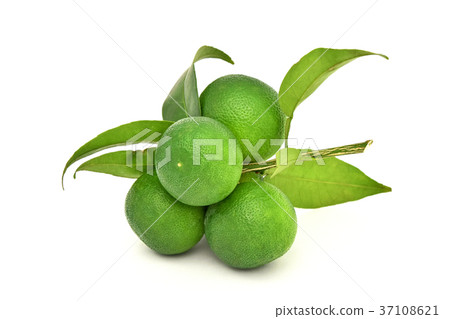 Fruit of Sudachi 37108621