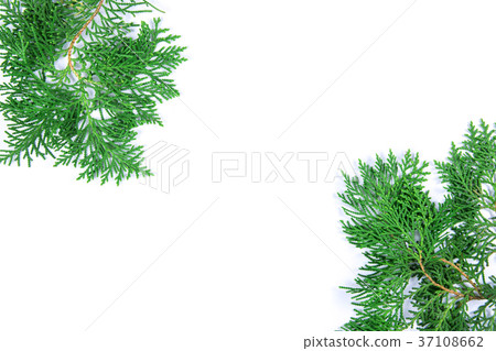 fresh green pine leaves , the Oriental Arborvitae fresh green pine leaves , the Oriental Arborvitae 37108662