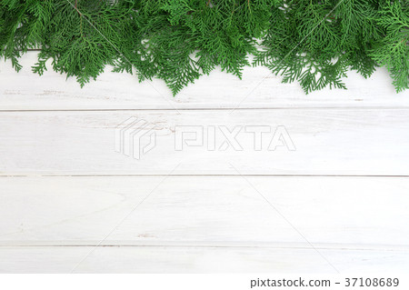 a fresh green pine leaves , Oriental Arborvitae a fresh green pine leaves , Oriental Arborvitae 37108689
