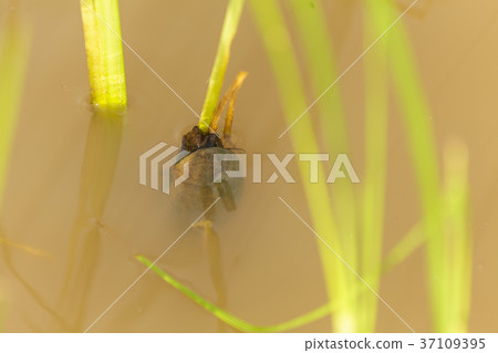 Channeled apple or Golden Apple Snail 37109395