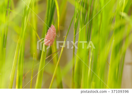 Channeled apple or Golden Apple Snail 37109396