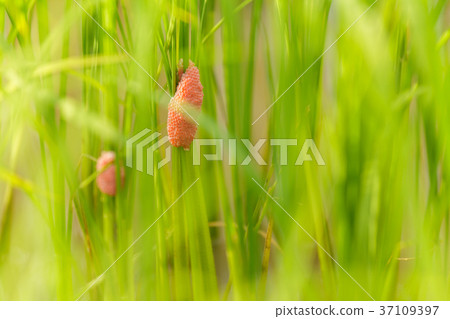 Channeled apple or Golden Apple Snail 37109397