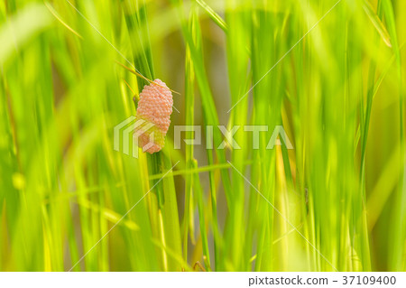 Channeled apple or Golden Apple Snail 37109400