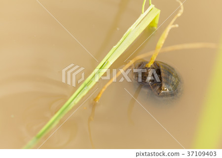 Channeled apple or Golden Apple Snail 37109403