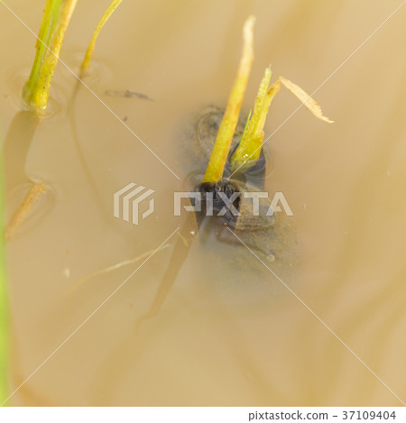 Channeled apple or Golden Apple Snail 37109404