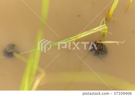 Channeled apple or Golden Apple Snail 37109406