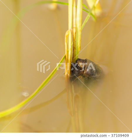 Channeled apple or Golden Apple Snail 37109409