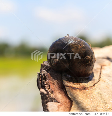 Channeled apple or Golden Apple Snail 37109412