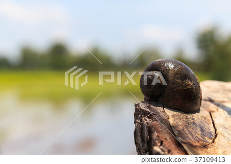 Channeled apple or Golden Apple Snail Channeled apple or Golden Apple Snail 37109413