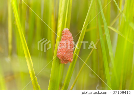 Channeled apple or Golden Apple Snail 37109415