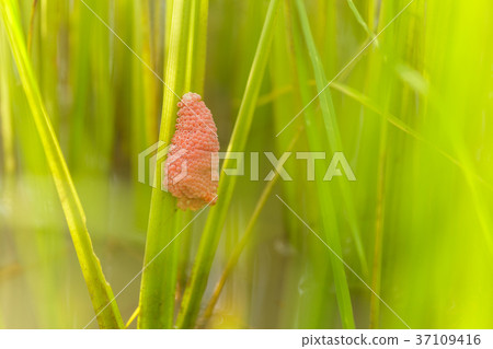 Channeled apple or Golden Apple Snail Channeled apple or Golden Apple Snail 37109416