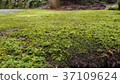 Kochitani Amida Temple Nature Zen Buddha image Kochitani Amida Temple Nature Zen Buddha image 37109624