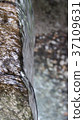 Kochitani Amida Temple Nature Zen Buddha image Kochitani Amida Temple Nature Zen Buddha image 37109631