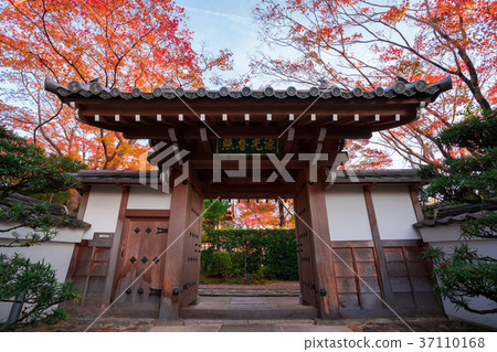 Autumn leaves of Kyoto Genkoan 37110168