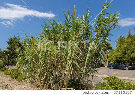 Reed grows near road. Sithonia Peninsula. 37110197