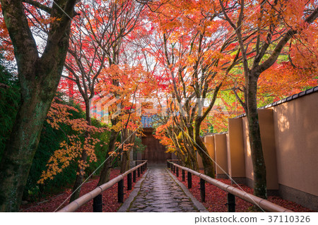 京都Koto-ji寺廟秋葉 37110326