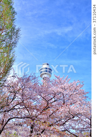 Somei Yoshino和Marine Tower 37110434