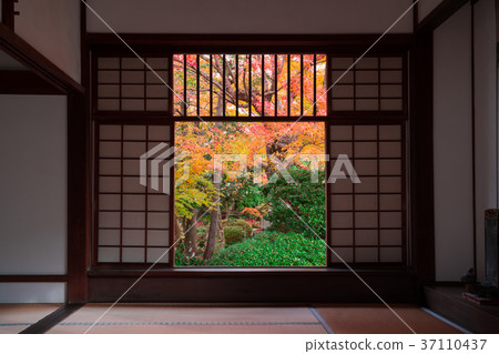 京都失去光的秋葉 37110437