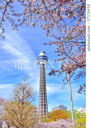Somei Yoshino和Marine Tower Somei Yoshino和Marine Tower 37110438