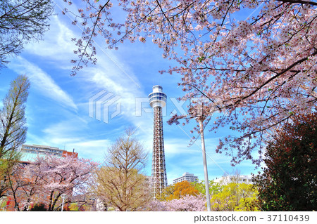 Somei Yoshino和Marine Tower Somei Yoshino和Marine Tower 37110439