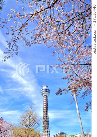 Somei Yoshino和Marine Tower Somei Yoshino和Marine Tower 37110440