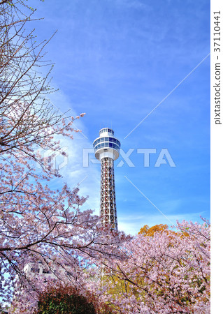 Somei Yoshino和Marine Tower 37110441