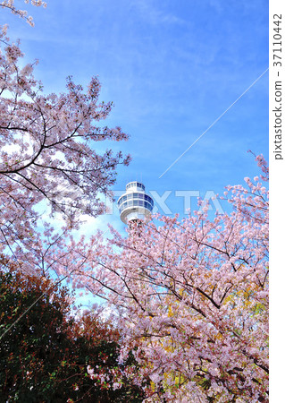 Somei Yoshino and Marine Tower 37110442