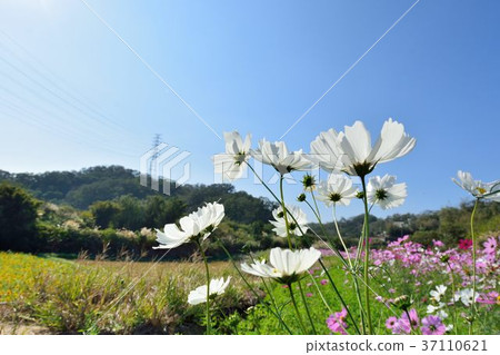 Hakusan Chrysanthemum Flower一個冬天Tano，Tori Taira。 37110621