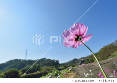 Hakusan Chrysanthemum Flower一個冬天Tano，Tori Taira。 37110644