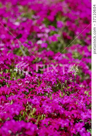 Misa cherry tree in full bloom 37110684