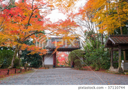 Autumn leaves of Jousoji Temple in Kyoto Autumn leaves of Jousoji Temple in Kyoto 37110744