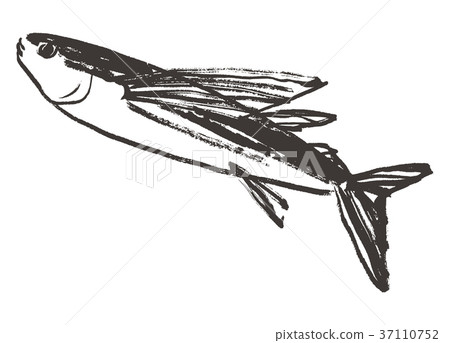 Flying fish watercolor 37110752