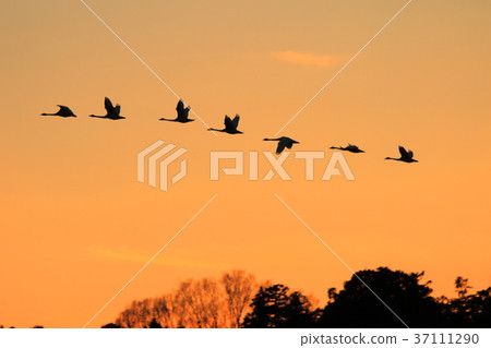 A swan flying off in the setting sun A swan flying off in the setting sun 37111290