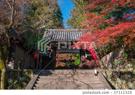 Autumn leaves in Kyoto Autumn leaves in Kyoto 37111328