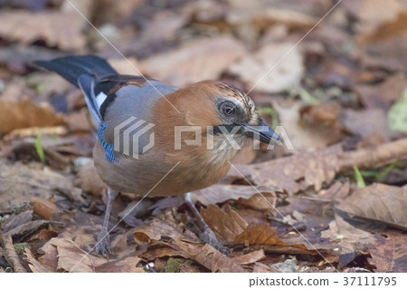 Miyamakakesu - Eurasian jay 37111795