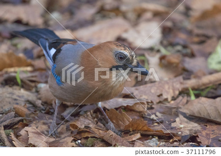Miyamakakesu - Eurasian jay 37111796