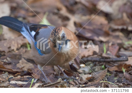 Miyamakakesu  -  Eurasian jay 37111798