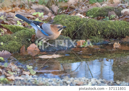 Miyamakakesu  -  Eurasian jay 37111801