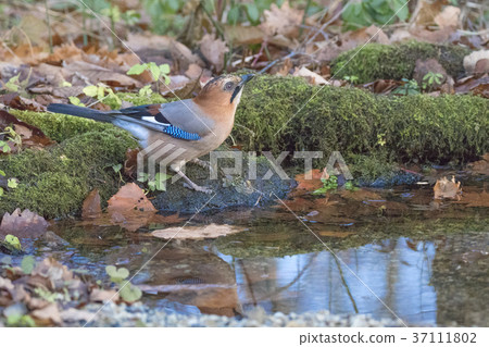 Miyamakakesu - Eurasian jay 37111802