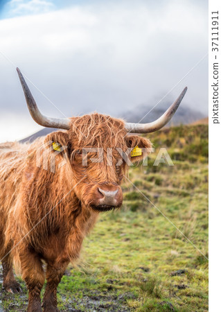 Close up of Highland Cattle 37111911