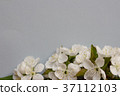 Spring blossoming flower on the grey background 37112103