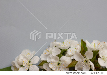 Spring blossoming flower on the grey background 37112103