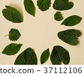 Collection of garden leaves isolated on creme 37112106