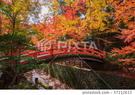 京都北野天滿宮槭樹秋葉 37112613