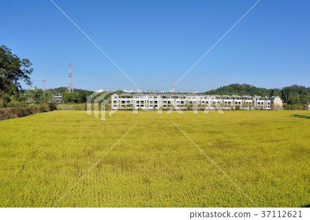 鬱悶的副手鬱悶的副手劣質的戶田，在秋田台灣冬季和秋季背景中呈現。 37112621