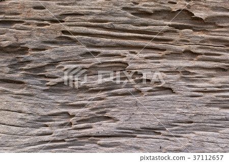 texture of traces of termites eat wood texture of traces of termites eat wood 37112657