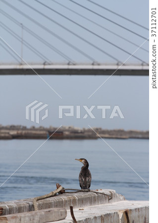 cormorant, cormorants, wild bird 37112701