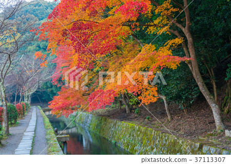 京都哲學之路 京都哲學之路 37113307