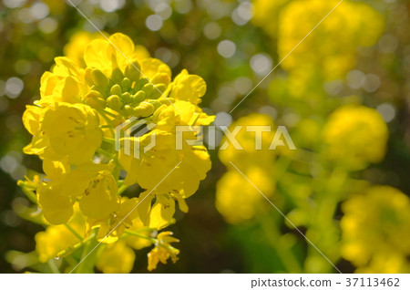 強姦花（特寫） 37113462